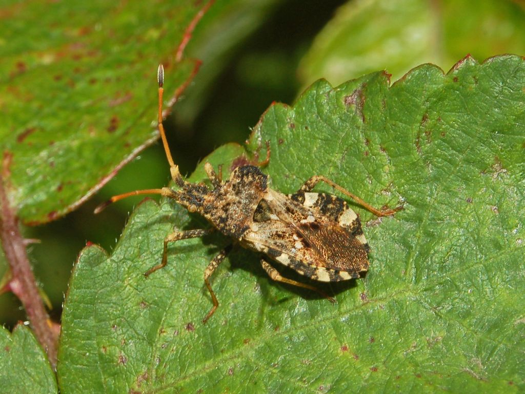 Coreidae: Centrocoris variegatus e spiniger